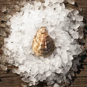 اشتر ملح المحار