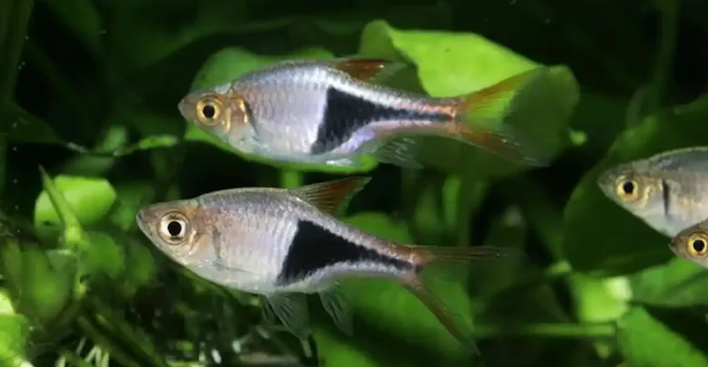 نمک برای درمان بیماری ماهی