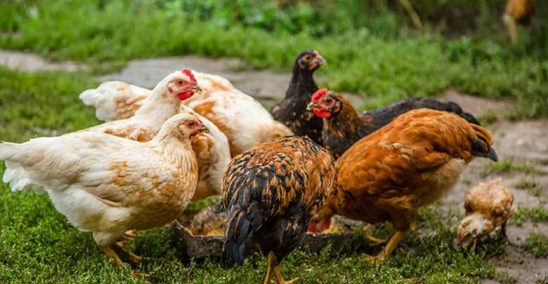 نمک در جیره غذایی طیور و پرندگان