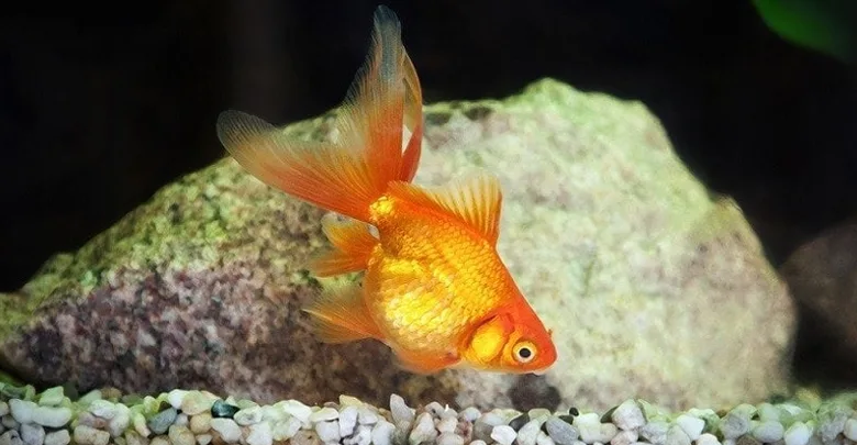 نمک برای ماهی قرمز