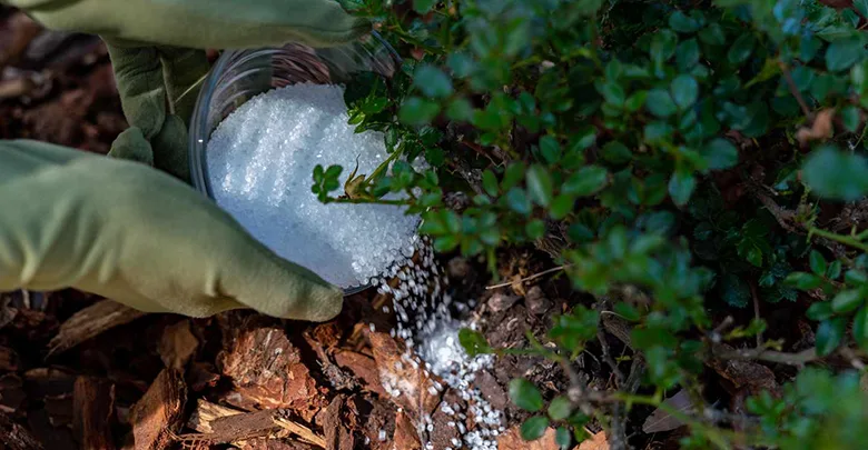 فواید نمک برای درخت و باغداری